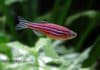 Zebrafish May Hold Key To Retina Regeneration in Humans! Zebrafish Regenerate Damaged Retina