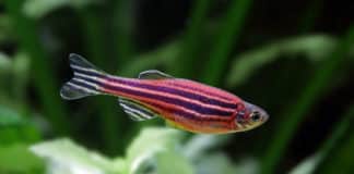 Zebrafish Regenerate Damaged Retina