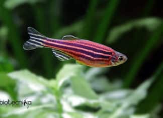 Zebrafish May Hold Key To Retina Regeneration in Humans! Zebrafish Regenerate Damaged Retina