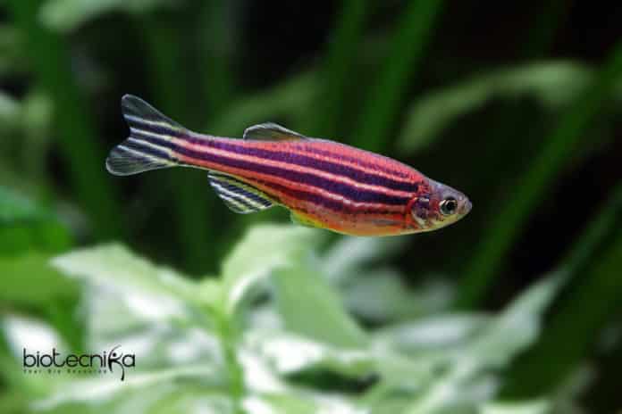 Zebrafish Regenerate Damaged Retina