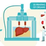 Bioprinting Complex Living Tissue In Seconds To Revolutionize Tissue Engineering