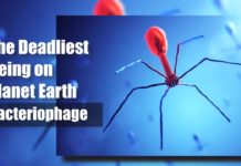 Deadliest Being On Planet Earth – The Bacteriophage