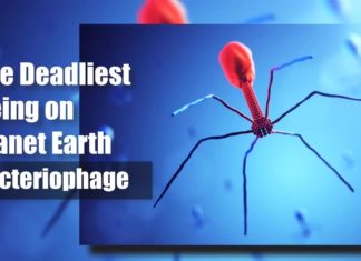 Deadliest Being On Planet Earth – The Bacteriophage