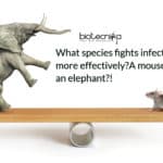 A mouse or an elephant: what species fights infection more effectively?