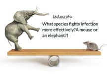 A Mouse Or An Elephant: Which Species Fights Infection More Effectively? A mouse or an elephant: what species fights infection more effectively?