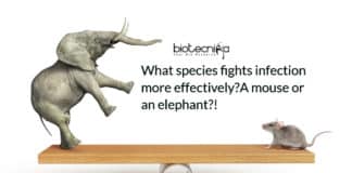 A mouse or an elephant: what species fights infection more effectively?