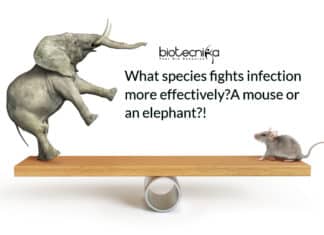A mouse or an elephant: what species fights infection more effectively?