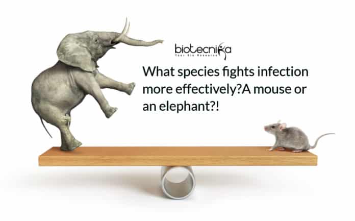 A mouse or an elephant: what species fights infection more effectively?