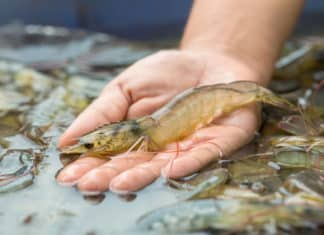 Super Shrimps Are Here To Fight Hunger & Prevent Diseases