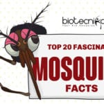 20 fascinating Facts About Mosquitoes