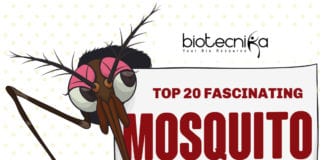 20 fascinating Facts About Mosquitoes