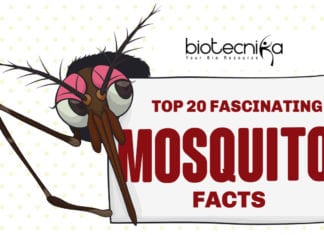 20 Fascinating Facts You Didn’t Know About Mosquitoes 20 fascinating Facts About Mosquitoes