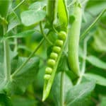 Pea Genome to Improve Crops
