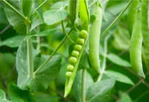 Pea Genome to Improve Crops