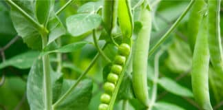 Pea Genome to Improve Crops
