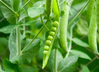 First Pea Genome to Provide Insight For Future Crops Improvement Pea Genome to Improve Crops