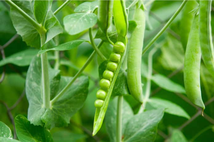 Pea Genome to Improve Crops