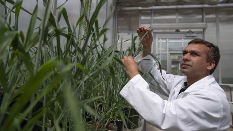 Drought Resistant Crops
