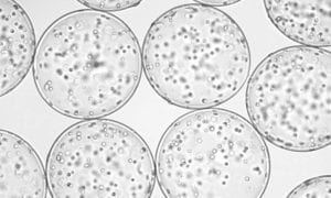Green tea and cell therapies