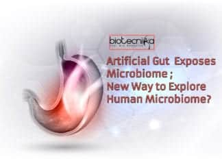 Artificial Guts : New Way to Explore Human Microbiome? Artificial gut exposes microbiome
