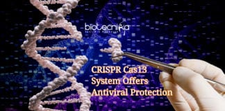 CRISPR Cas13