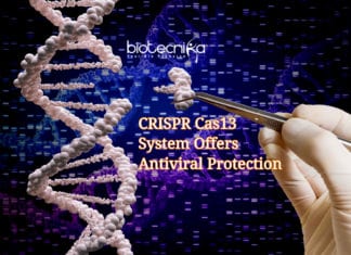 New CRISPR Cas13 Offers Powerful Antiviral Protection CRISPR Cas13