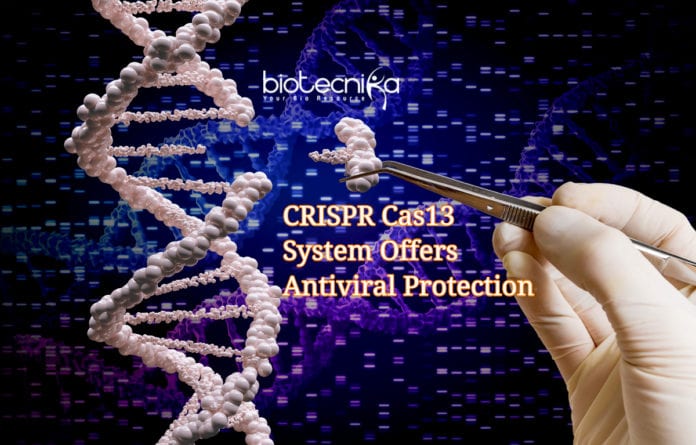 CRISPR Cas13