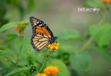 Researchers Uses CRISPR To Give ‘Monarch Flies’ Superpowers CRISPR For Fruitflies