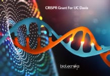 CRISPR Grant For UC Davis- To Develop Novel Drug For Cancer Treatment CRISPR Grant For UC Davis