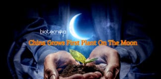 China Grows First Plant On The Moon
