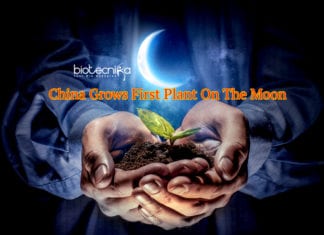 China Grows A Cotton Plant On the Far Side Of The Moon China Grows First Plant On The Moon