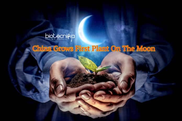 China Grows First Plant On The Moon