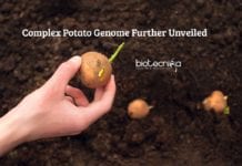 Scientists Unveiled Complex Potato Genome Complex Potato Genome Unveiled