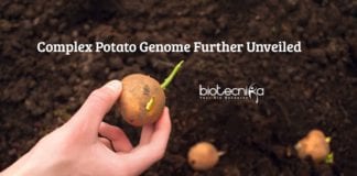 Complex Potato Genome Unveiled