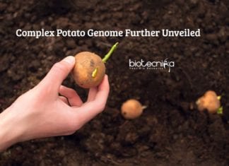 Scientists Unveiled Complex Potato Genome Complex Potato Genome Unveiled