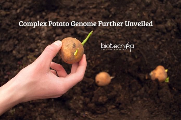 Complex Potato Genome Unveiled