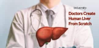 Doctors Create Human Liver From Scratch- After 5 Years Of Trials.