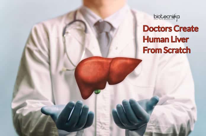 Doctors Create Human Liver From Scratch- After 5 Years Of Trials.