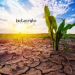 Drought Resistant Crops