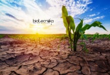 Scientists Discover New Ways To Develop Drought Resistant Crops Drought Resistant Crops