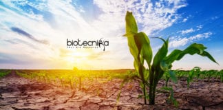 Drought Resistant Crops