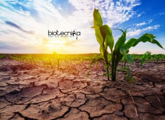 Scientists Discover New Ways To Develop Drought Resistant Crops Drought Resistant Crops