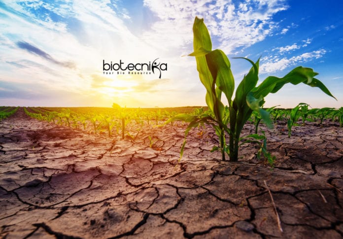 Drought Resistant Crops