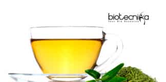 Green tea and cell therapies