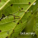 High-Resolution Method for Plant Viruses