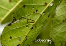 Family of Plant Viruses Revealed At High Resolution For The First Time High-Resolution Method for Plant Viruses