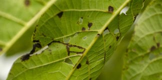 High-Resolution Method for Plant Viruses