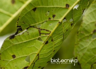 Family of Plant Viruses Revealed At High Resolution For The First Time High-Resolution Method for Plant Viruses