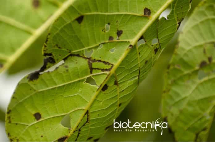 High-Resolution Method for Plant Viruses