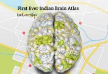 First-Ever Indian Brain Atlas By IIIT Scientists Says ‘Indian Brain Is Smaller’ Indian Brain Atlas by IIIT